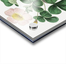 Variable oxalis from Edwards Botanical Register 1829-1847  by Sydenham Edwards John Lindley and James Ridgway. Acrylic print