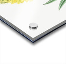 Yellow perennial lupine from Edwards Botanical Register 1829-1847  by Sydenham Edwards John Lindley and James Ridgway. Acrylic print