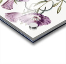 Large Purple Chilian Evening Primrose from Edwards Botanical Register 1829-1847  by Sydenham Edwards John Lindley and James Ridgway. Acrylic print