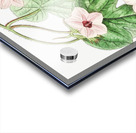 Mr.Aitons ipomoea from Edwards Botanical Register 1829-1847  by Sydenham Edwards John Lindley and James Ridgway. Acrylic print