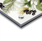 Broad-leaved thorn from Edwards Botanical Register 1829-1847  by Sydenham Edwards John Lindley and James Ridgway. Acrylic print