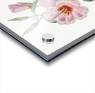 Ruddy godetia from Edwards Botanical Register 1829-1847  by Sydenham Edwards John Lindley and James Ridgway. Acrylic print