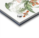 Red loasa from Edwards Botanical Register 1829-1847  by Sydenham Edwards John Lindley and James Ridgway. Acrylic print