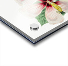 Marsh hibiscus from Edwards Botanical Register 1829-1847  by Sydenham Edwards John Lindley and James Ridgway. Acrylic print