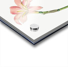 Spofforth Zephyranthes from Edwards Botanical Register 1829-1847  by Sydenham Edwards John Lindley and James Ridgway. Acrylic print