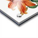 Thunbergs orange lily from Edwards Botanical Register 1829-1847  by Sydenham Edwards John Lindley and James Ridgway. Acrylic print