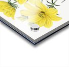 Golden coreopsis from Edwards Botanical Register 1829-1847  by Sydenham Edwards John Lindley and James Ridgway. Acrylic print