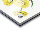 Two-coloured Helichrysum from Edwards Botanical Register 1829-1847  by Sydenham Edwards John Lindley and James Ridgway. Acrylic print