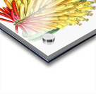 Burchells tritoma from Edwards Botanical Register 1829-1847  by Sydenham Edwards John Lindley and James Ridgway. Acrylic print