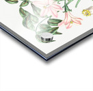 Pink Turraea pinnata from Edwards Botanical Register 1829-1847  by Sydenham Edwards John Lindley and James Ridgway. Acrylic print