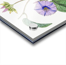 Hoary jacquemontia from Edwards Botanical Register 1829-1847  by Sydenham Edwards John Lindley and James Ridgway. Acrylic print