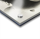 Leaping carp 1900 - 1930 by Ohara Koson 1877-1945. Acrylic print