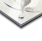 Two colt geese in flight 1900 - 1930 by Ohara Koson 1877-1945. Acrylic print