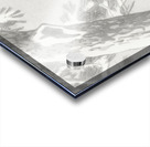 Indian quack on snowy tree branch 1900 - 1930 by Ohara Koson 1877-1945. Acrylic print