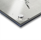 Three seagulls 1900 - 1936 by Ohara Koson 1877-1945. Acrylic print