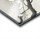 Plum blossom and full moon 1900 - 1936 by Ohara Koson 1877-1945. Acrylic print