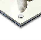 Flying quail 1900 - 1930 by Ohara Koson 1877-1945. Acrylic print