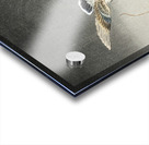 Two pigeons with falling ginkgo leaves 1900 - 1930 by Ohara Koson 1877-1945. Acrylic print