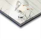 Mallard the head under water 1900 - 1930 by Ohara Koson 1877-1945. Acrylic print