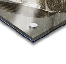 Downward flying eagle 1900 - 1930 by Ohara Koson 1877-1945. Acrylic print