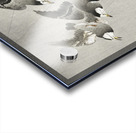 Starlings in the rain 1900 - 1930 by Ohara Koson 1877-1945. Acrylic print