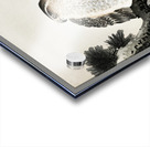 Hawk on pine branch 1900 - 1930 by Ohara Koson 1877-1945. Impression Acrylique