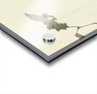 Crossbill on tree branch 1900 - 1910 by Ohara Koson 1877-1945. Acrylic print