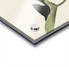 Libelle and lotus 1900 - 1930 by Ohara Koson 1877-1945. Acrylic print