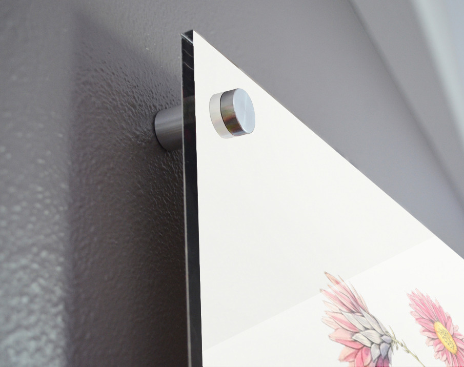 Captain Mangles rhodanthe from Edwards Botanical Register 1829-1847  by Sydenham Edwards John Lindley and James Ridgway. Acrylic print of