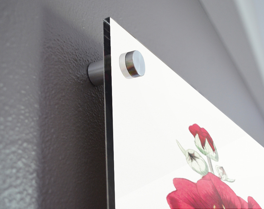 Chilian Guem from Edwards Botanical Register 1829-1847  by Sydenham Edwards John Lindley and James Ridgway. Acrylic print of