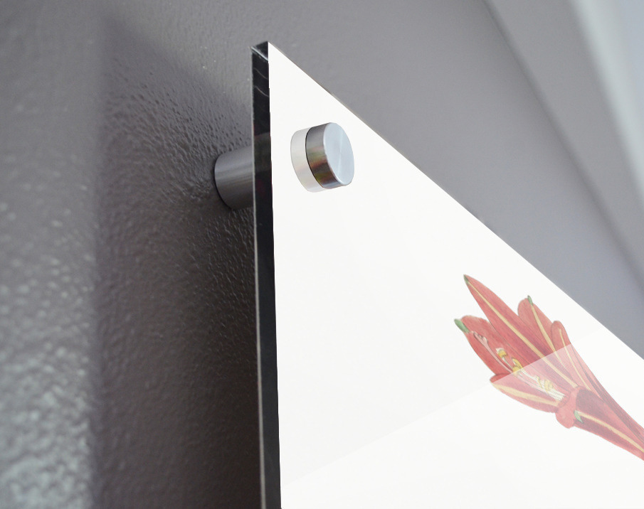 Habranthus phycelloides from Edwards Botanical Register 1829-1847  by Sydenham Edwards John Lindley and James Ridgway. Acrylic print of