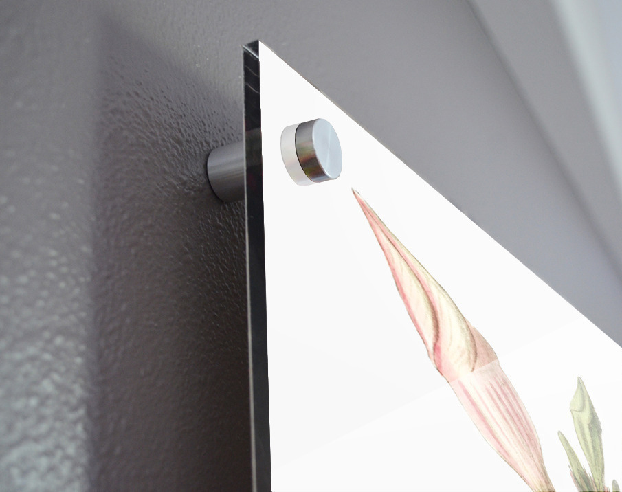 Knob-jointed dipladenia from Edwards Botanical Register 1829-1847  by Sydenham Edwards John Lindley and James Ridgway. Acrylic print of