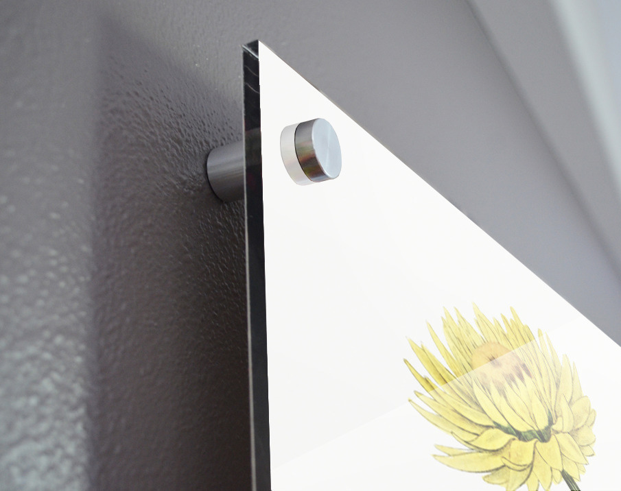 Two-coloured Helichrysum from Edwards Botanical Register 1829-1847  by Sydenham Edwards John Lindley and James Ridgway. Acrylic print of