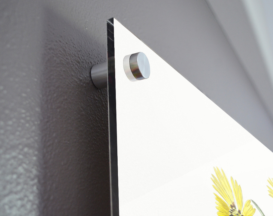 Elegant madia from Edwards Botanical Register 1829-1847  by Sydenham Edwards John Lindley and James Ridgway. Acrylic print of