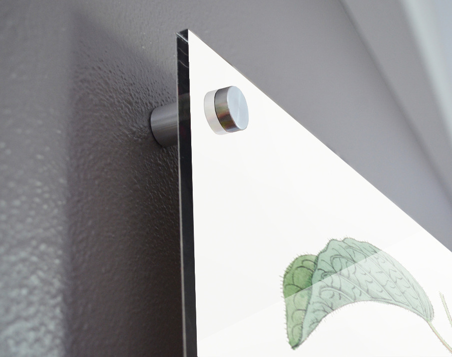 Hoary jacquemontia from Edwards Botanical Register 1829-1847  by Sydenham Edwards John Lindley and James Ridgway. Acrylic print of