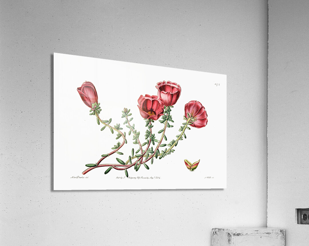 Dr. Gillies purslane from Edwards Botanical Register 1829-1847  by Sydenham Edwards John Lindley and James Ridgway. Acrylic Print