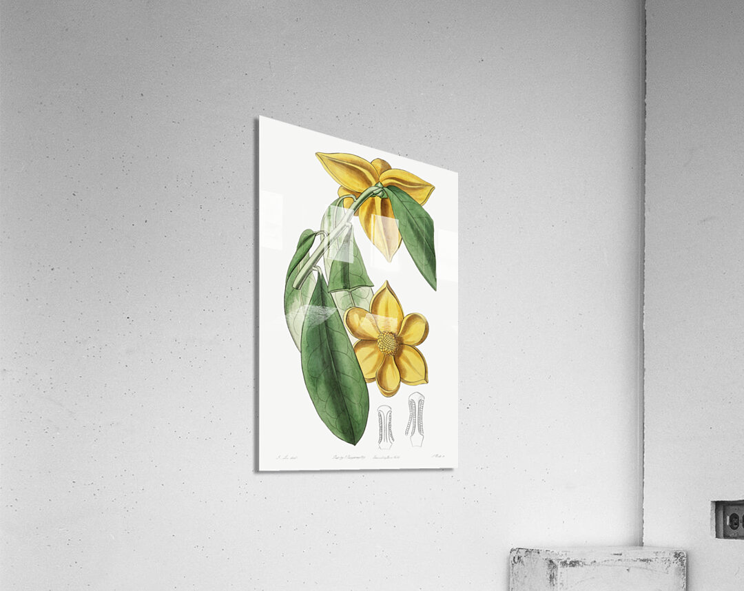 Laurel-leaved custard apple from Edwards Botanical Register 1829-1847  by Sydenham Edwards John Lindley and James Ridgway. Acrylic Print