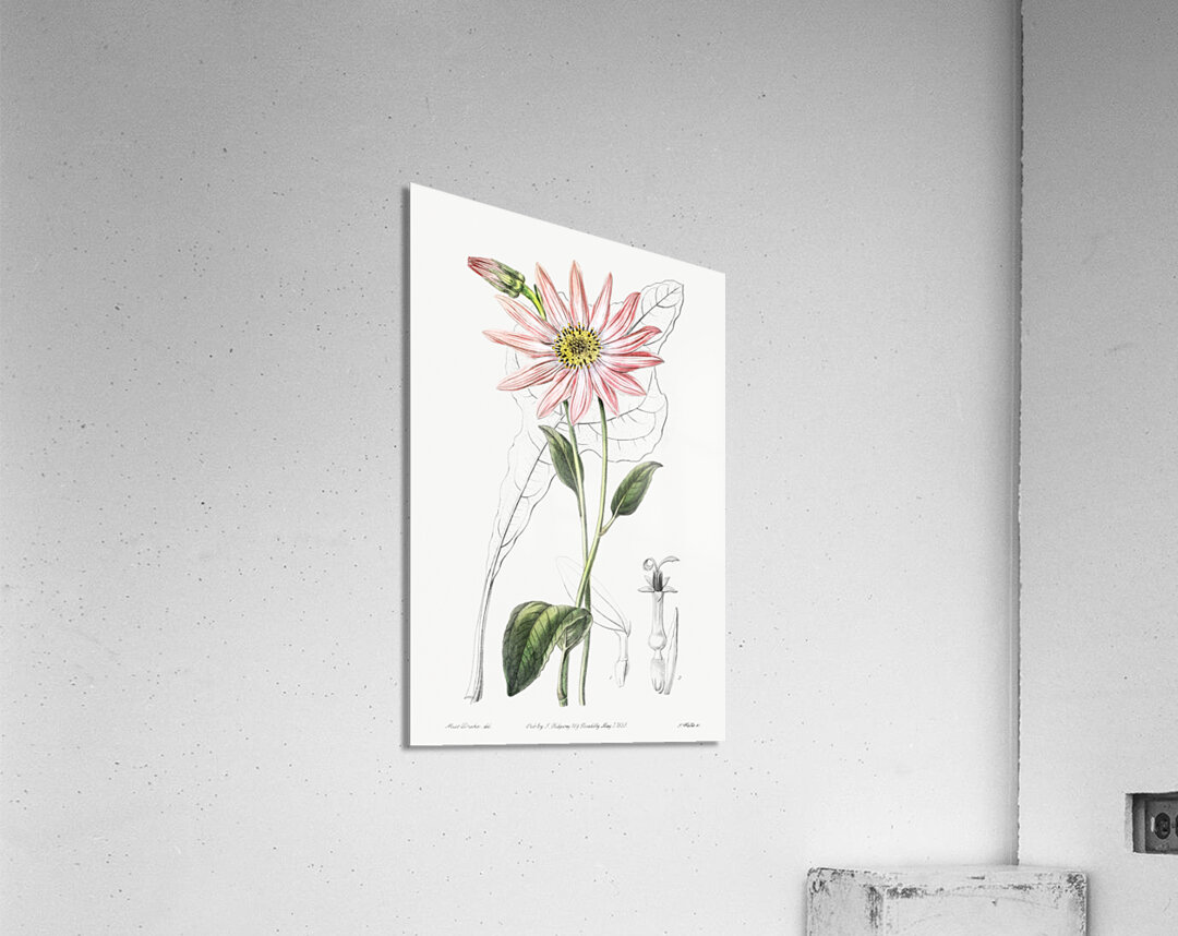 Mr. Dicksons echinacea from Edwards Botanical Register 1829-1847  by Sydenham Edwards John Lindley and James Ridgway. Acrylic Print