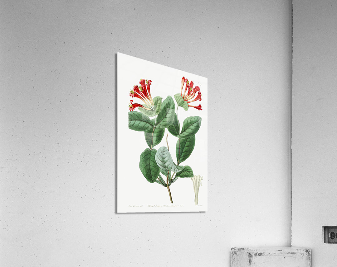 The north-west honeysuckle from Edwards Botanical Register 1829-1847  by Sydenham Edwards John Lindley and James Ridgway. Acrylic Print