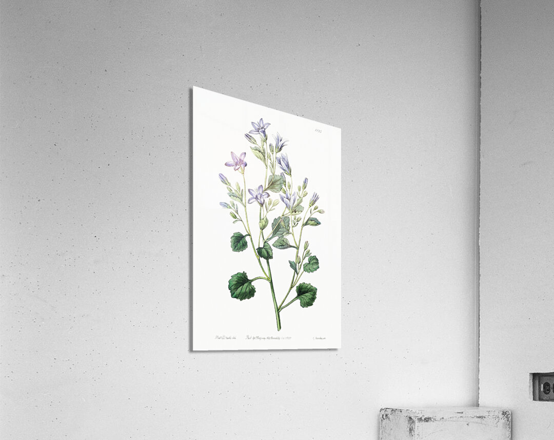 Dalmatian wall campanula flower from Edwards Botanical Register 1829-1847  by Sydenham Edwards John Lindley and James Ridgway. Impression acrylique