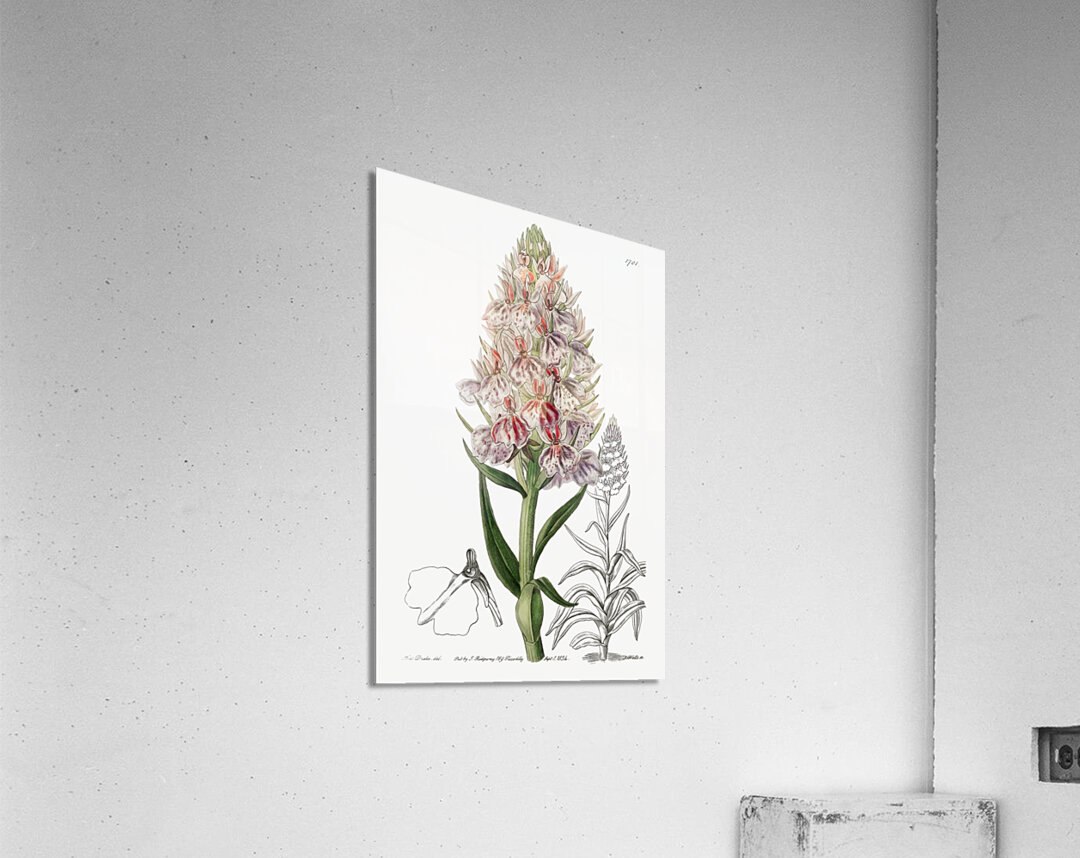 Leafy spiked orchis from Edwards Botanical Register 1829-1847  by Sydenham Edwards John Lindley and James Ridgway. Acrylic Print