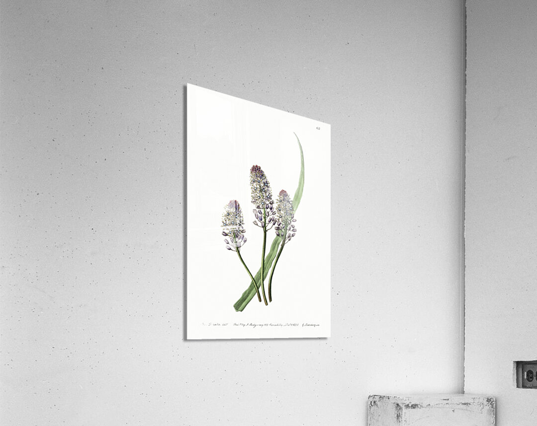 Meadow squill from Edwards Botanical Register 1829-1847  by Sydenham Edwards John Lindley and James Ridgway. Acrylic Print
