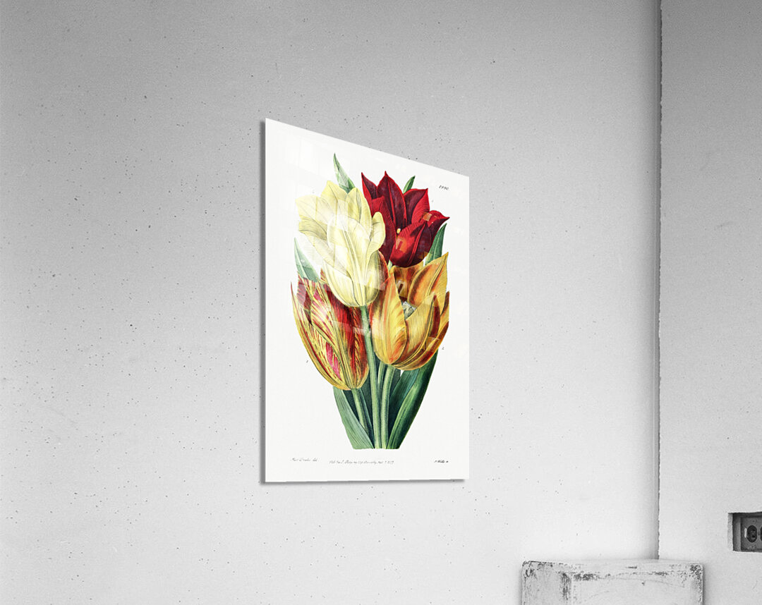 Rough stemmed tulip from Edwards Botanical Register 1829-1847  by Sydenham Edwards John Lindley and James Ridgway. Acrylic Print