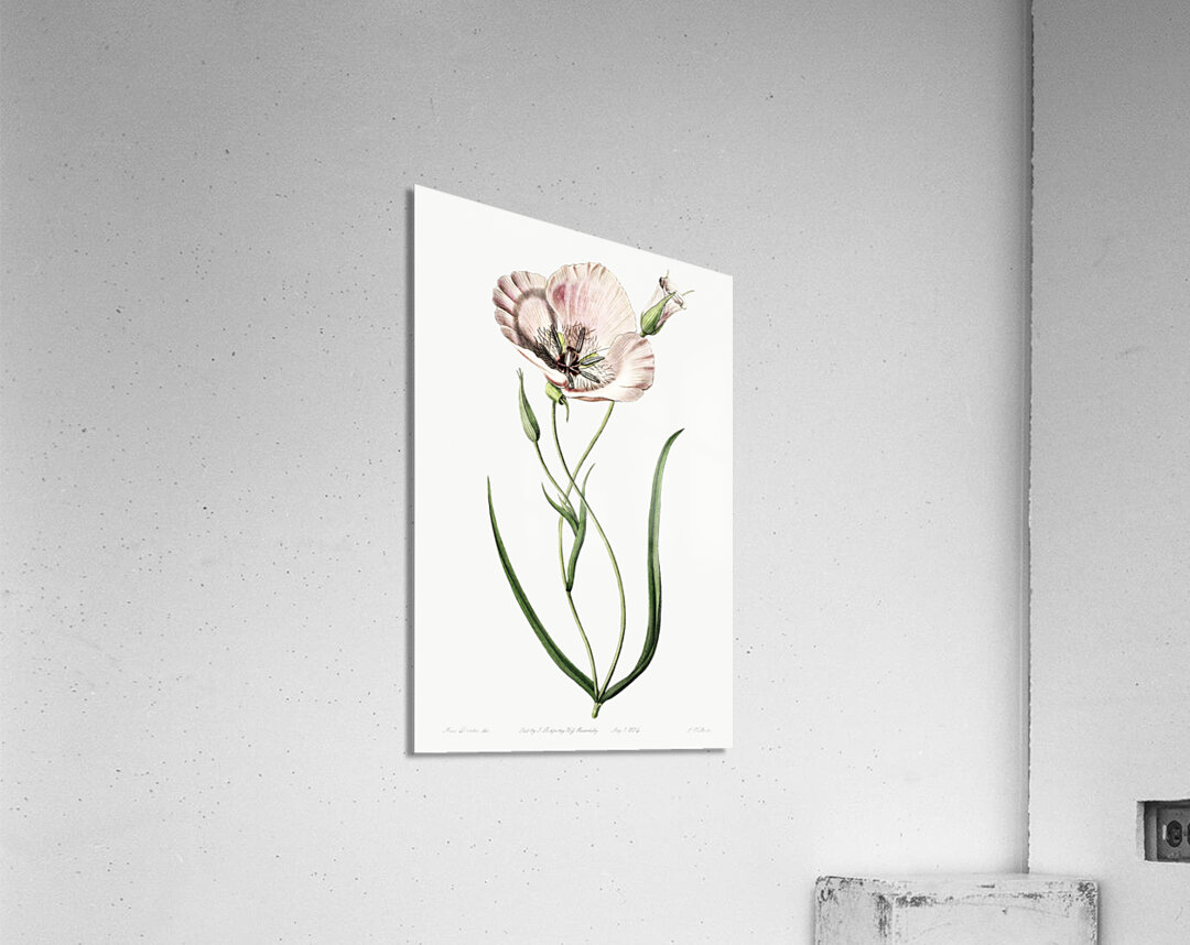 atiny calochortus from Edwards Botanical Register 1829-1847  by Sydenham Edwards John Lindley and James Ridgway. Acrylic Print