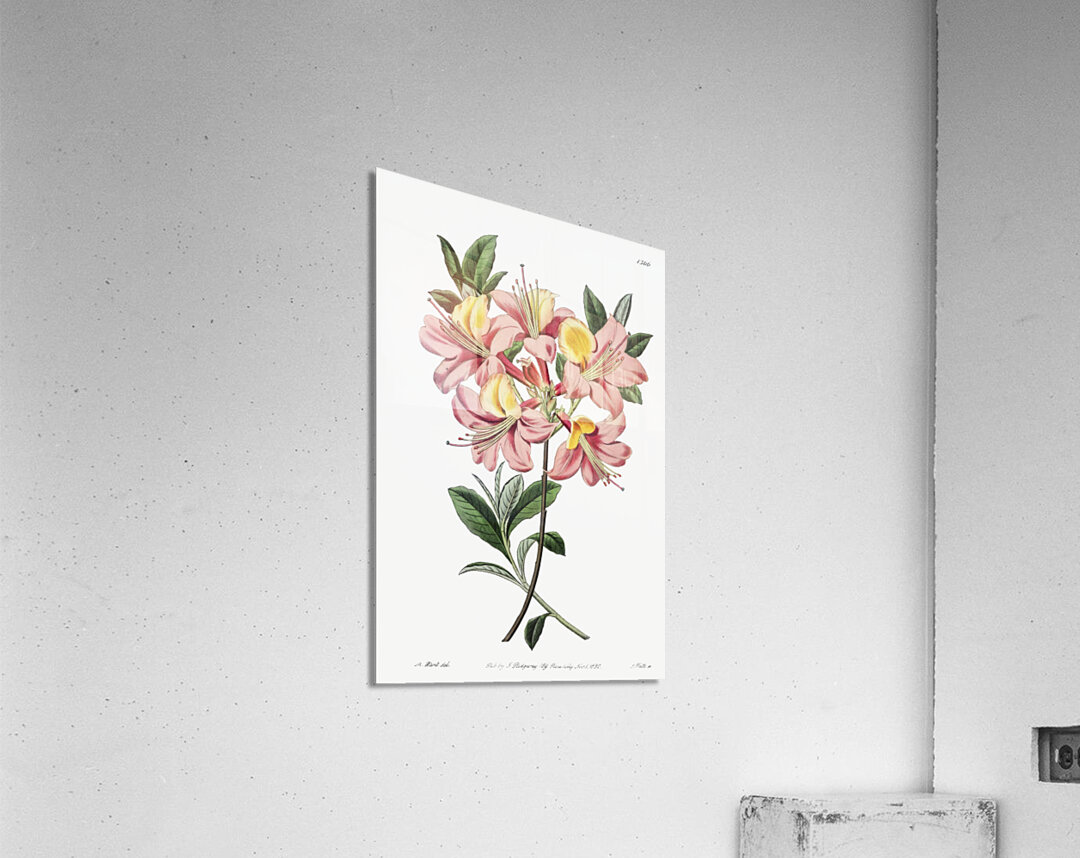 Changeable pontic azalea from Edwards Botanical Register 1829-1847  by Sydenham Edwards John Lindley and James Ridgway. Acrylic Print