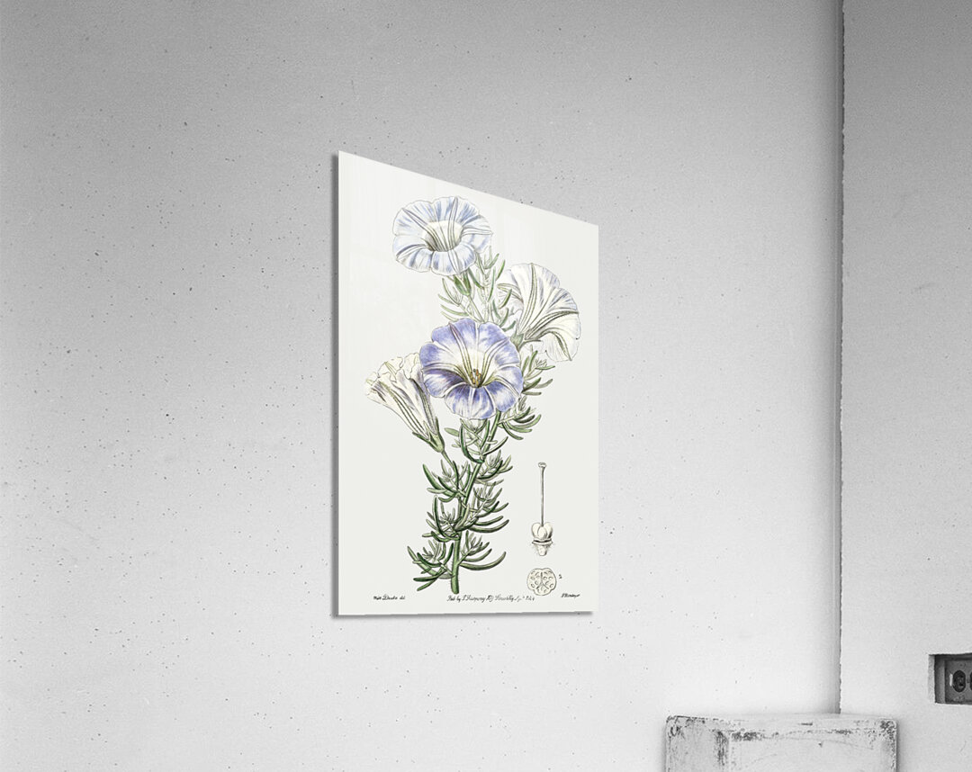 Sky blue alona from Edwards Botanical Register 1829-1847  by Sydenham Edwards John Lindley and James Ridgway. Acrylic Print