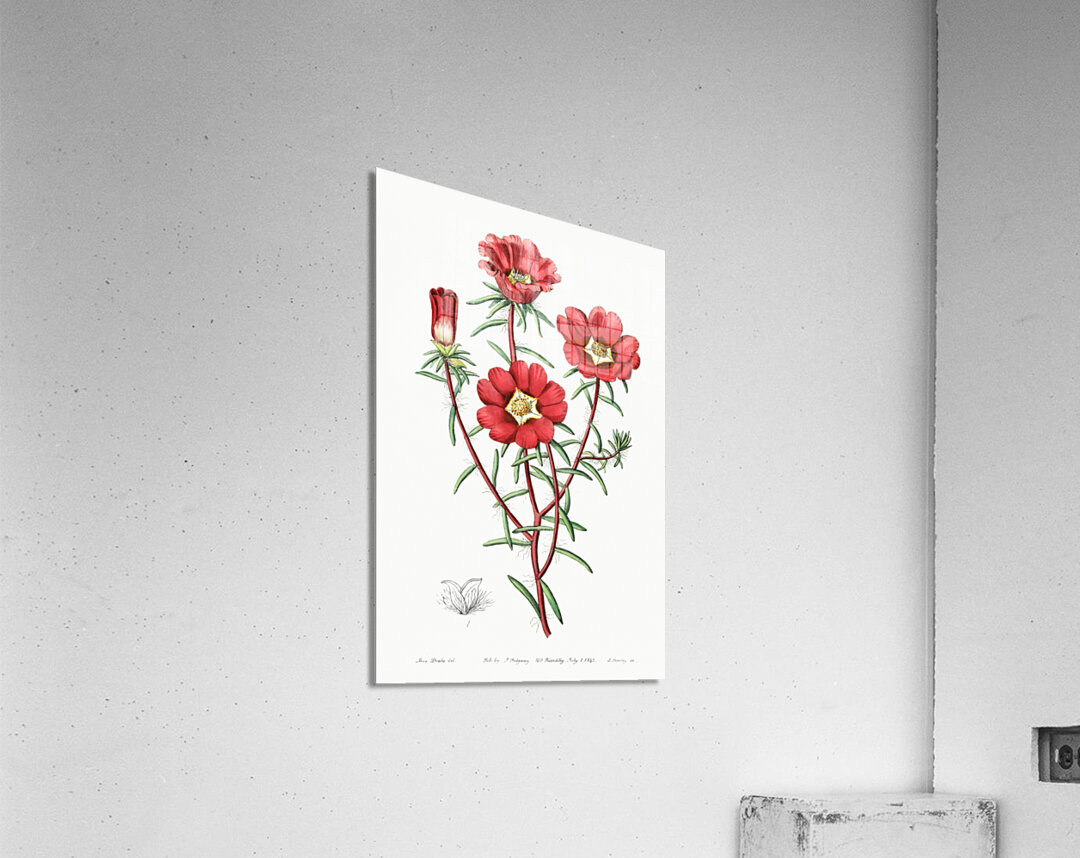 Portulaca splendens from Edwards Botanical Register 1829-1847  by Sydenham Edwards John Lindley and James Ridgway. Acrylic Print
