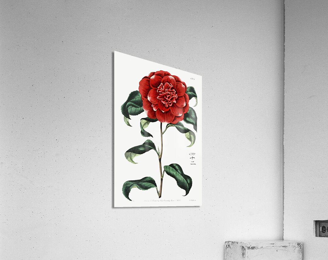 Mr. Reevess crimson camellia from Edwards Botanical Register 1829-1847  by Sydenham Edwards John Lindley and James Ridgway. Acrylic Print