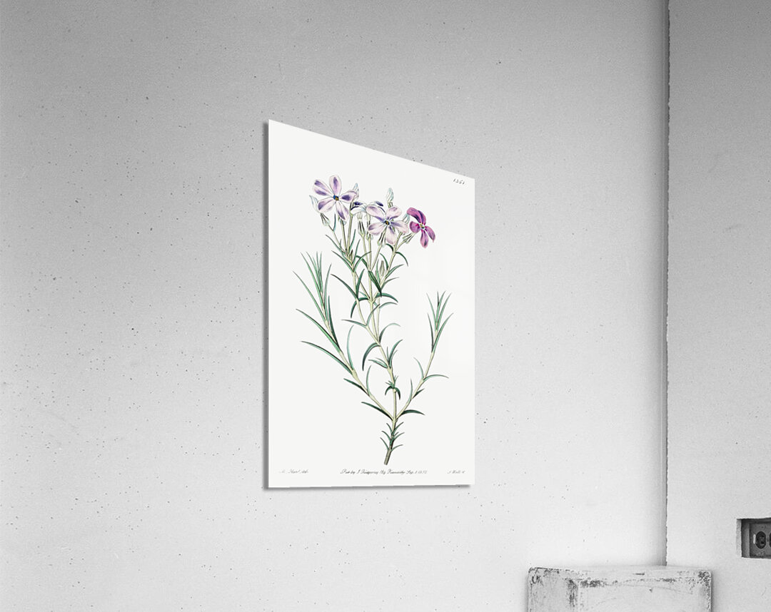 Shewy phlox from Edwards Botanical Register 1829-1847  by Sydenham Edwards John Lindley and James Ridgway. Acrylic Print