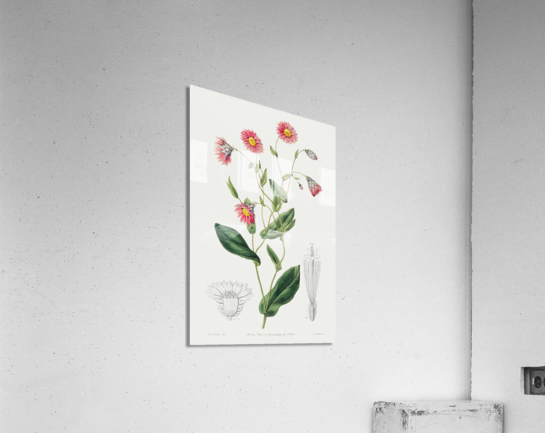 Captain Mangles rhodanthe from Edwards Botanical Register 1829-1847  by Sydenham Edwards John Lindley and James Ridgway. Acrylic Print